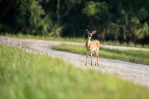 deer