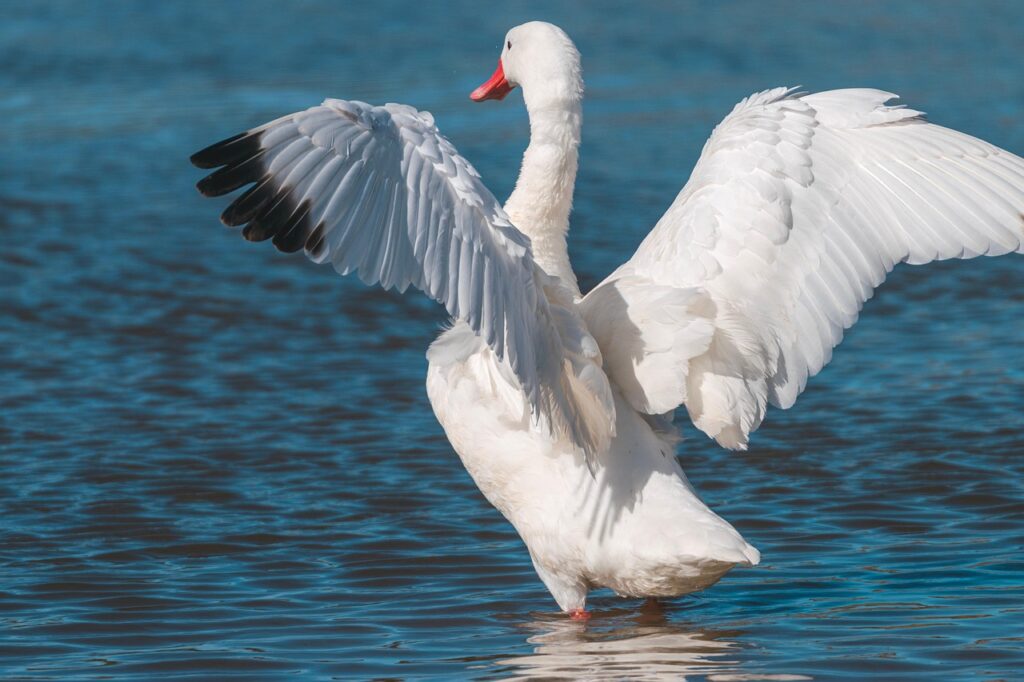 swan