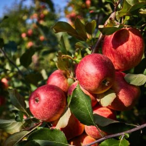 red apples, apple orchard, fall, south haven, michigan, apple picking
