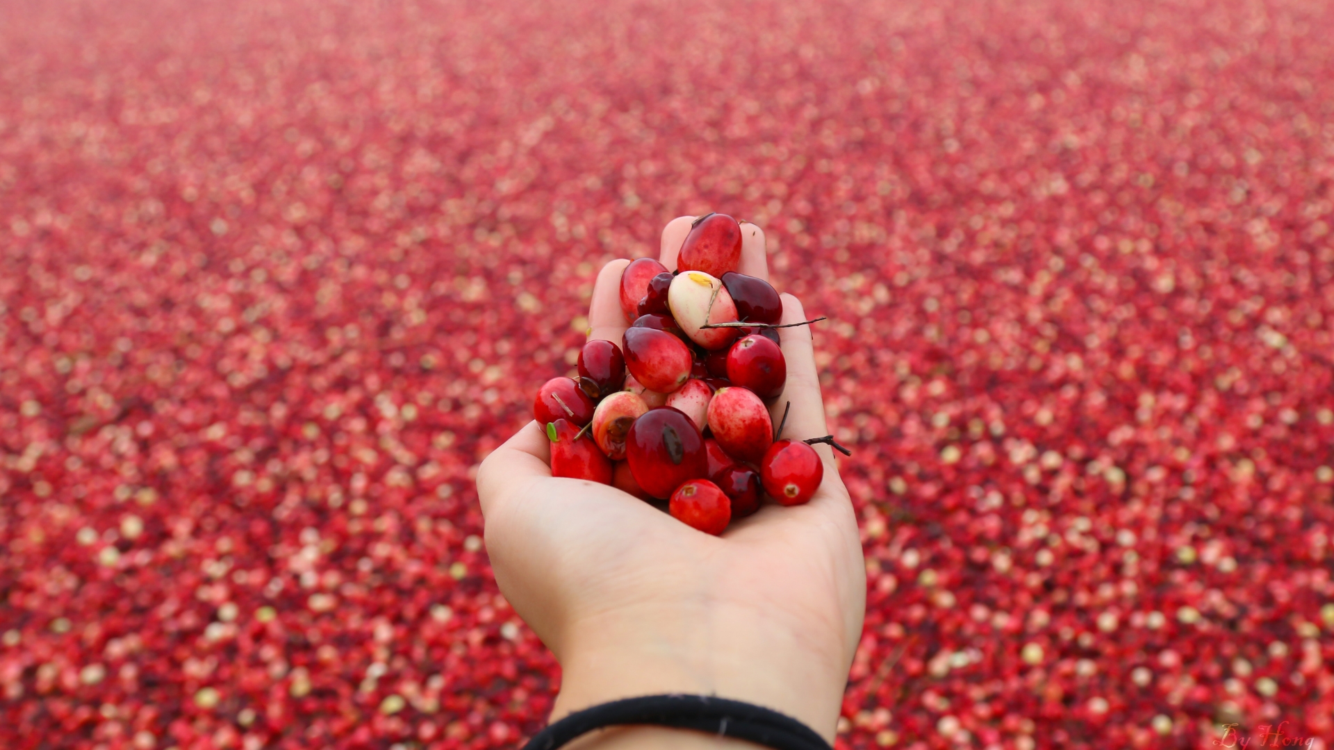 DeGrandchamp Farms Cranberry Harvest Days